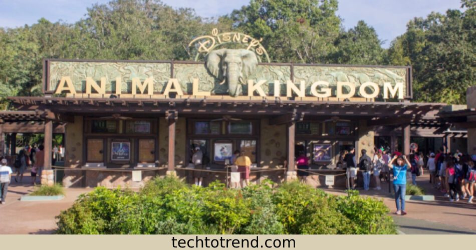Disney Plus Animal Kingdom Resort